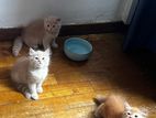 Pure Breed Persian Kitten