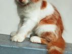 Pure Breed Persian Kitten