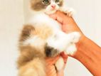 Pure Breed Persian Kittens