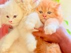 Pure Breed Persian Kittens