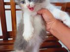Pure Breed Persian Kittens
