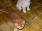 Pure Breed Persian Kittens