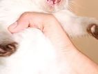 pure breed persian kittens