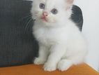 Persian Kittens