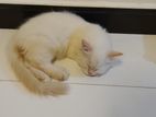 Pure Breed Persian Kittens