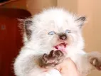 Pure Breed Persian Kittens