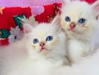 Pure Persian Kittens
