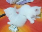Pure Breed Persian Kittens