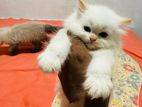 Pure Breed Persian Kittens