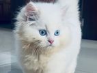 Persian Kitten