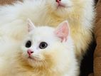 Pure Breed Persian Kittens