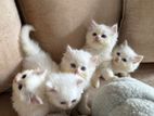 Pure Breed Persian Kittens