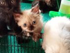 Pure Breed Persian Kittens
