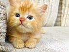 Pure Breed Persian Kittens
