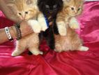 Persian Kittens