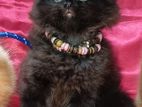 Persian Kittens