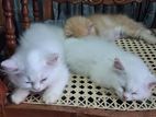 Persian Cat