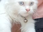 Pure Breed Persian Cat