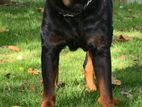 Pure Breed Rottweiler for Crossing