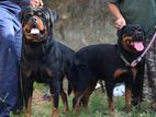 Rottweiler Puppies