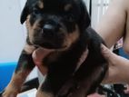 Rottweiler Puppy