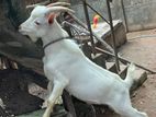 Male Goat