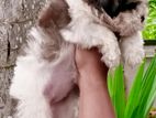 Pure Breed Shih Tzu Puppies