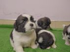 Pure Breed Shih Tzu Puppies