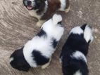 Shih Tzu Puppies
