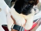 Pure Breed Shih Tzu Puppy