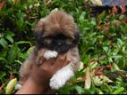 Shih Tzu Puppies