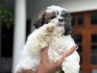Shihtzu Puppies
