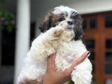 Shihtzu Puppies