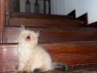 Pure Breed White Persian Kitten