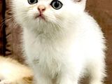 British Short Hair Kittens