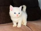 British Short Hair Kittens
