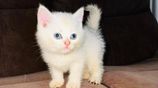 British Short Hair Kittens