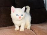 British Short Hair Kittens