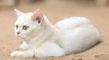 British Short Hair Kittens