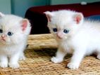 British Short Hair Kittens