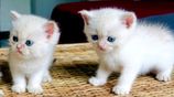 British Short Hair Kittens