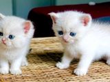 British Short Hair Kittens