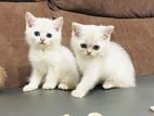 British Short Hair Kittens
