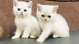 British Short Hair Kittens