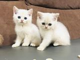 British Short Hair Kittens