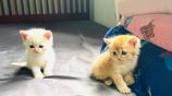 British Short Hair Kittens
