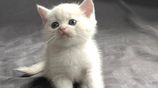 British Short Hair Kittens