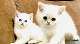 British Short Hair Kittens