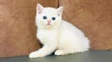 British Short Hair Kittens