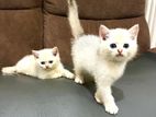 British Short Hair Kittens
